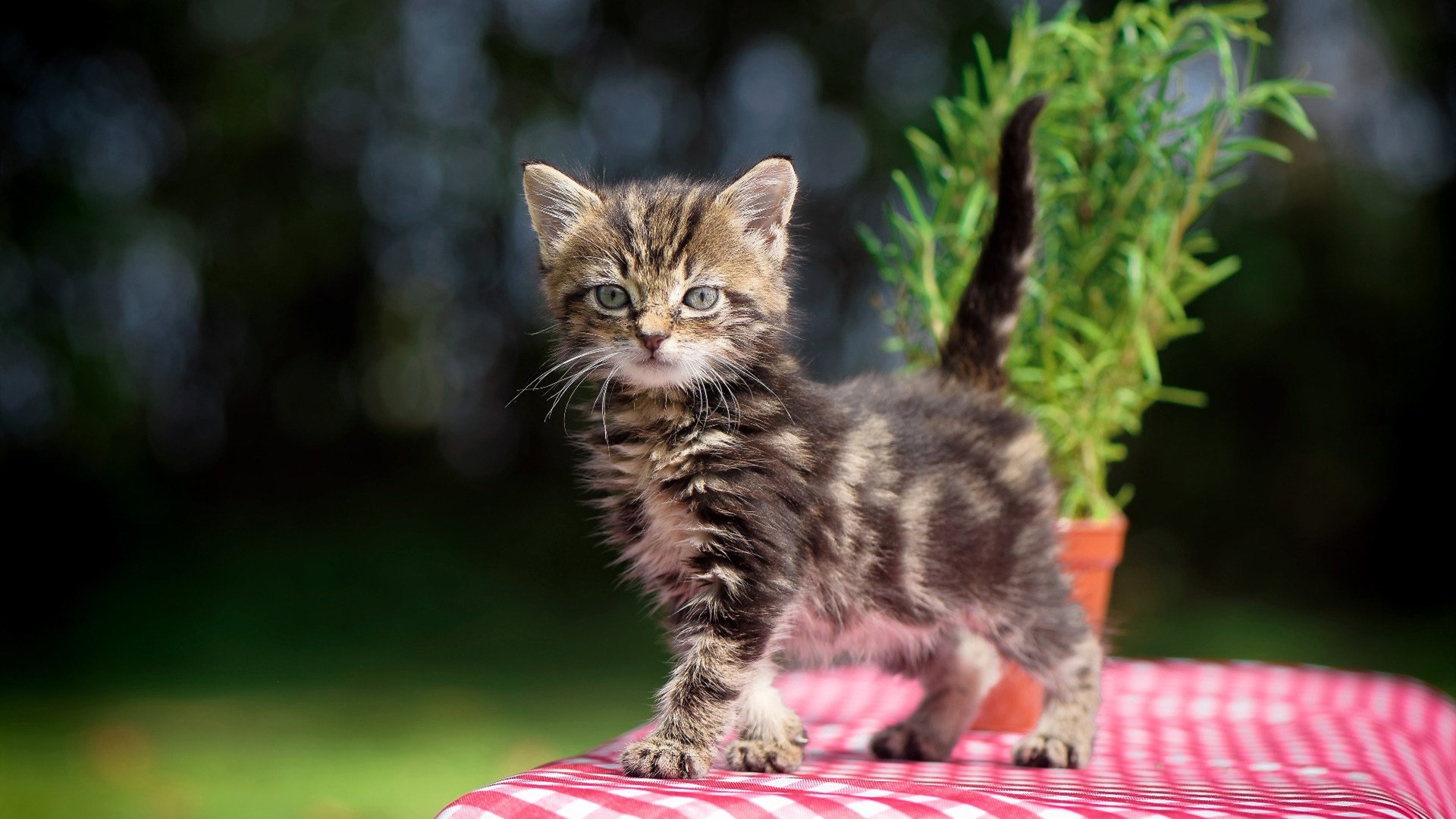 巴西马术协会与阿根廷马术协会合作,举办国际马术友谊赛。,阿根廷马球马