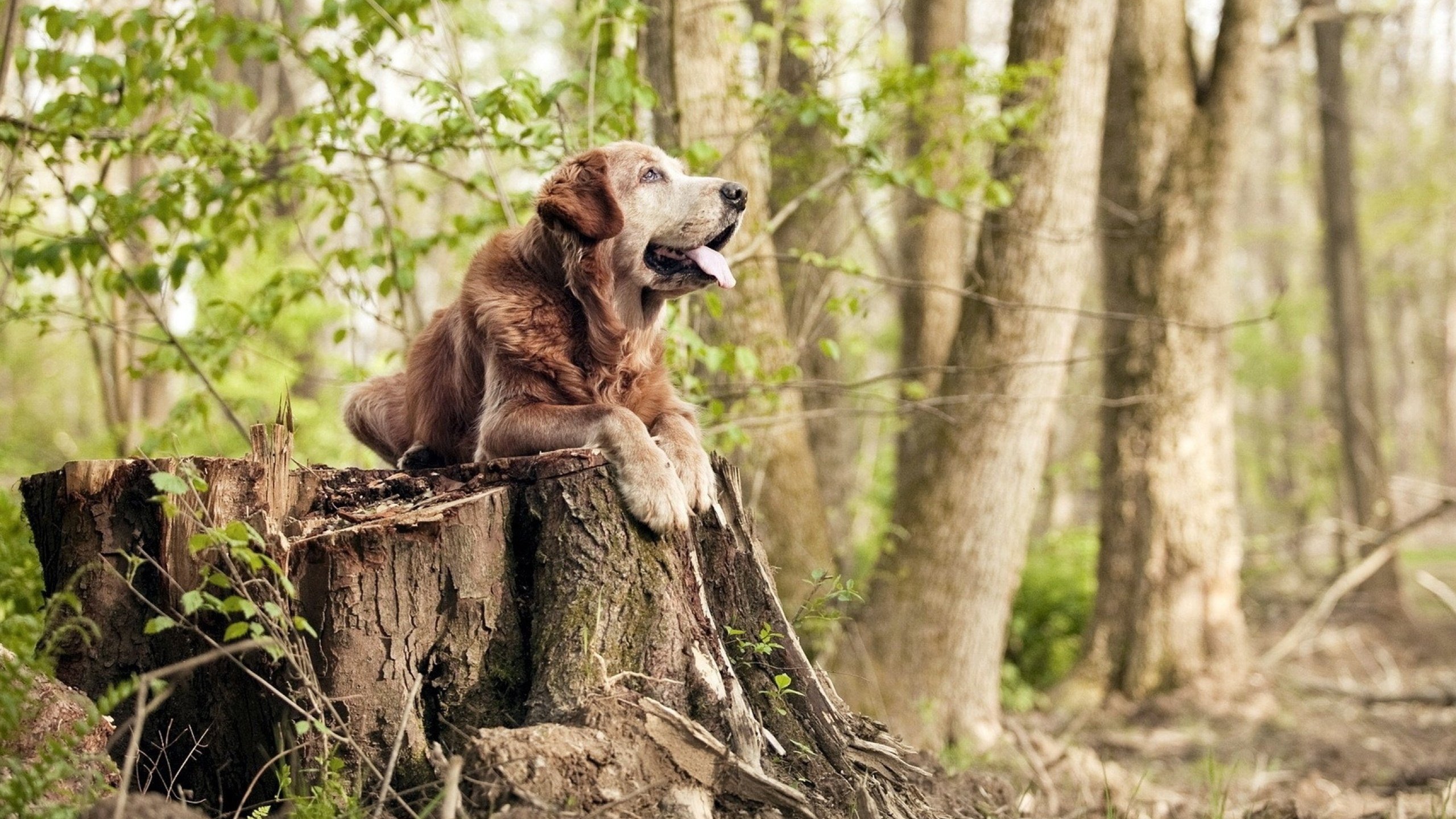冬奥闭幕式现场播放塞内加尔进球集锦,全场致敬,塞内加尔奥运会女旗手